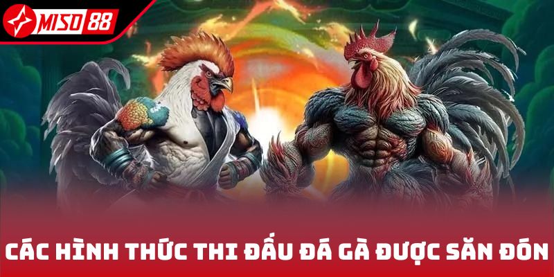 Đá Gà Miso88 2 Các hình thức thi đấu đá gà được săn đón