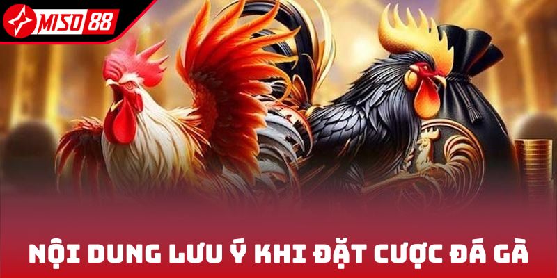 Đá Gà Miso88 3 Nội dung lưu ý khi đặt cược đá gà