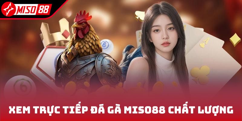 Đá Gà Miso88 1 Xem trực tiếp đá gà Miso88 chất lượng